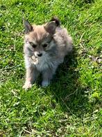 Pomeriaan teefje pup, Parvo, Overige rassen, 8 tot 15 weken, Teef