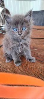 Mainecoon  met een vleugje ragdoll kittens, Dieren en Toebehoren, Meerdere dieren, Ontwormd, 0 tot 2 jaar