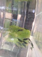 Green Jade Garnalen (Neocaridina), Dieren en Toebehoren, Vissen | Aquariumvissen, Kreeft, Krab of Garnaal