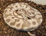 1.2 scalelesshead kweektrio-Enchi/Pastel/Fire-Pastel-Mojave, Slang, 3 tot 6 jaar