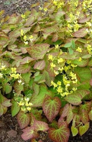 Elfenbloem - epimedium tuinplant, Ophalen, Overige soorten, Halfschaduw