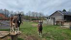 Twee lieve Poitevine geiten, Mannelijk, Geit, 3 tot 5 jaar