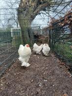 Zeer grote witten brahma, Dieren en Toebehoren, Pluimvee, Meerdere dieren, Kip