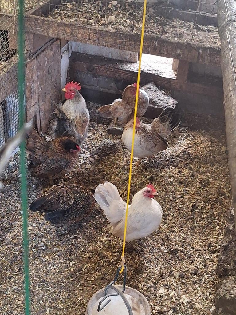 Serama broedeieren, Geslacht onbekend, Kip