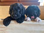 2 lieve Franse waterhond/Terriër pups, Dieren en Toebehoren, Honden | Niet-rashonden, Parvo, 8 tot 15 weken, Meerdere, Meerdere dieren