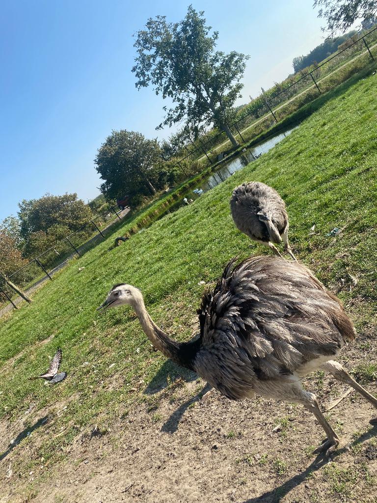 Nandoe, Dieren en Toebehoren, Pluimvee, Mannelijk, Overige soorten