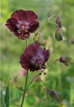 Inheems: donker rode geranium phaeum/ ooievaarsbek, Volle zon, Vaste plant, Zomer, Ophalen