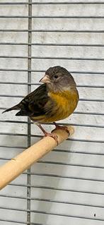 Kapoetsensijs x kanarie pop, Vrouwelijk, Kleurkanarie