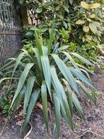 yucca palm plant, Volle zon, Vaste plant, Zomer, Ophalen