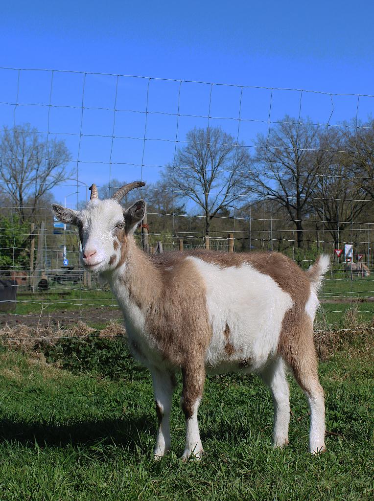 toggenburger x landgeit 1 jarige geit, Vrouwelijk, Geit, 0 tot 2 jaar
