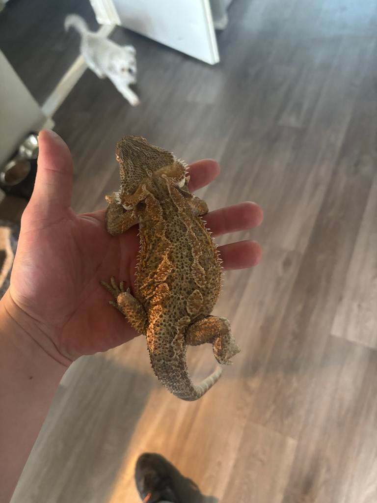 Baardgaam met Terarium, Dieren en Toebehoren, Reptielen en Amfibieën | Toebehoren, Ophalen, Gebruikt, Terrarium of Paludarium