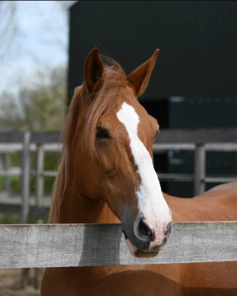Verzorgster/bijrijdster gezocht, Ophalen of Verzenden, Nieuw