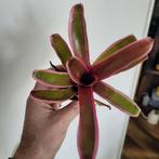 Bromelia mini bont, Huis en Inrichting, Kamerplanten, Ophalen of Verzenden, Halfschaduw, Minder dan 100 cm