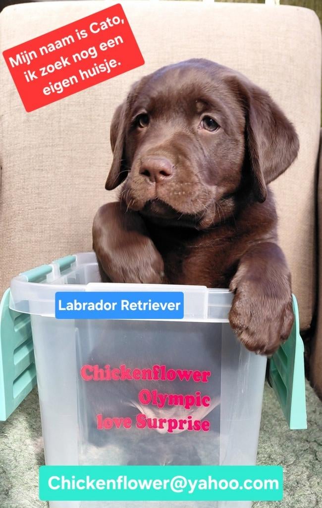 Chocolade bruin Labrador teefje zoekt huisje, Dieren en Toebehoren, Honden | Retrievers, Spaniëls en Waterhonden, 8 tot 15 weken