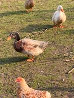 Saksen eenden te koop, Meerdere dieren, Eend