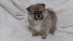 Dwergkees pup, Pomeriaan ,keeshond ,spitz, Keeshond, 15 weken tot 1 jaar, Buitenland, Parvo
