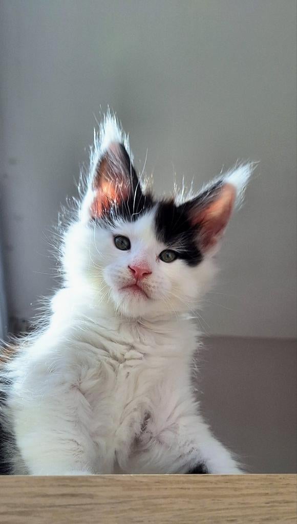 prachtig lief Main Coon Kittens van geteste Ouders, Dieren en Toebehoren, Meerdere dieren, Met stamboom, 0 tot 2 jaar