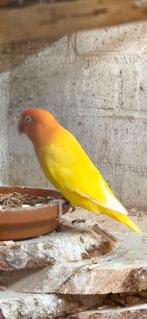 Gele/lutino/creme fischeri, Dieren en Toebehoren, Vogels | Parkieten en Papegaaien, Geslacht onbekend, Dwergpapegaai of Agapornis