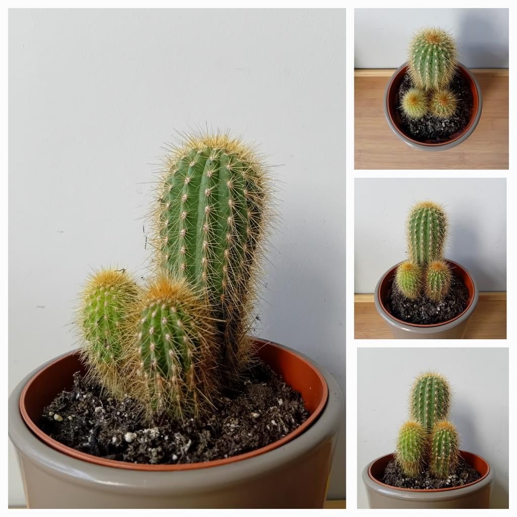 Cactus 20cm, Ophalen, Minder dan 100 cm, In pot, Cactus