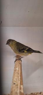 Mooi koppeltje Geelbuik Sijsjes geringd 2025 onverwant en zi, Dieren en Toebehoren, Meerdere dieren, Tropenvogel, Geringd