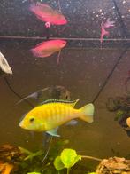 mooi en gezond koppel Labidochromis caeruleus, Vis