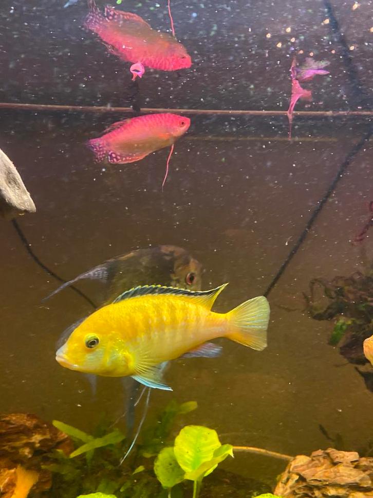 mooi en gezond koppel Labidochromis caeruleus, Dieren en Toebehoren, Vissen | Aquariumvissen, Vis