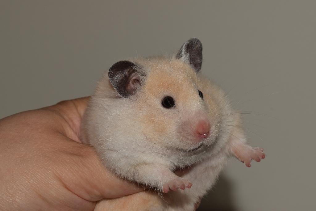 Syrische hamster dame., Hamster, Vrouwelijk, Mei, Tam