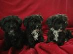 Maltipoo pups, Parvo, Overige rassen, 8 tot 15 weken, Meerdere
