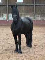 5 jarige Friese ruin, Dieren en Toebehoren, Paarden, Ruin, 3 tot 6 jaar, 160 tot 165 cm, Recreatiepaard