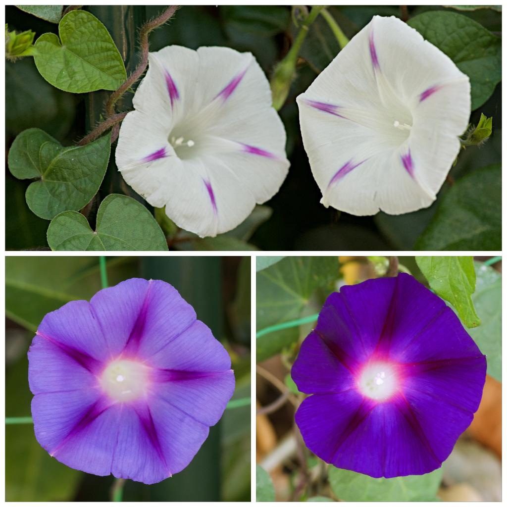 Zaden klimmende winde mix (Ipomoea mix wit en paars), Ophalen of Verzenden, Voorjaar, Volle zon, Zaad