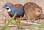 Chinese Dwergkwartels 2025/2026, Meerdere dieren, Geringd
