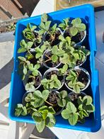 Aardbeien plantjes/stekkies, Ophalen, Eenjarig, Groenteplanten, Volle zon