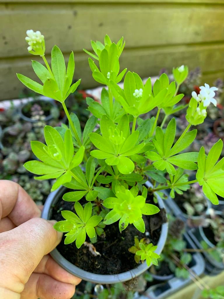 Lieve-vrouwe-bedstro (Galium odoratum) - Bodembedekker, Tuin en Terras, Planten | Tuinplanten, Ophalen, Bodembedekkers, Vaste plant