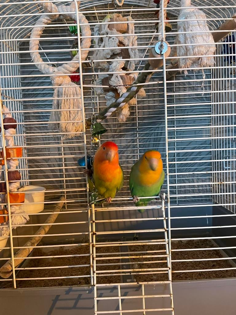 2x Agapornis roseicollis (vrouwtjes), Vrouwelijk, Dwergpapegaai of Agapornis, Tam