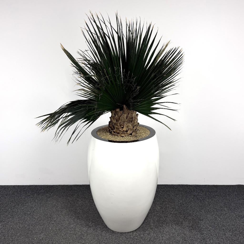 Kunstplant - 190 cm | Wit 26167, Ophalen, Gebruikt