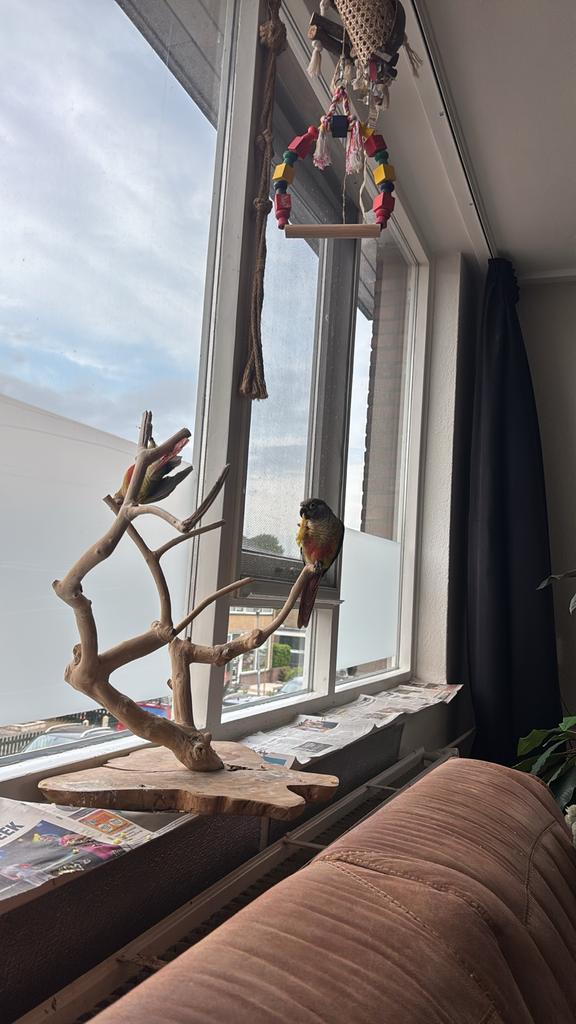 Kleine javaboom standaard, Ophalen, Gebruikt, Speelgoed