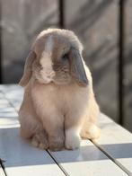 Ter dekking prachtige Minilop ram met stamboom, Dieren en Toebehoren, Konijnen, Mannelijk, Dwerg