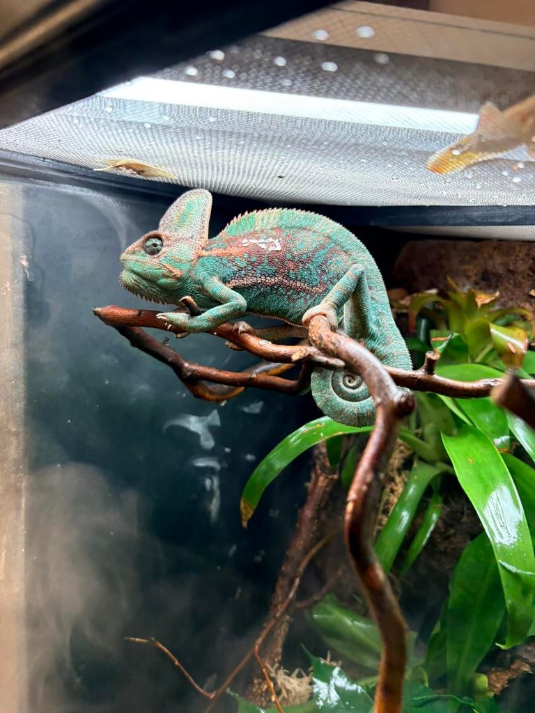 Jemen kameleon man 5 maanden oud Chameleon - male for sale from dkb 2001