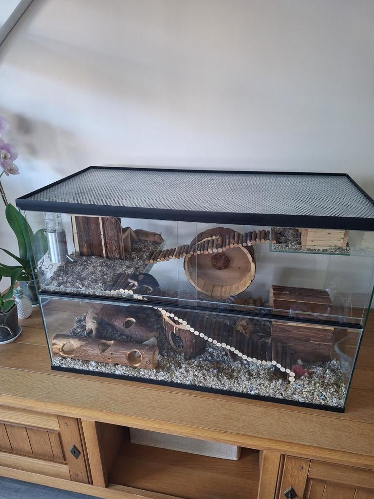 Queenies Terrarium met 4 vrouwtjes muizen, Dieren en Toebehoren, Muis, Hok, 75 tot 110 cm, Ophalen