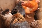 Kippen, diverse kippen, Dieren en Toebehoren, Pluimvee, Vrouwelijk, Kip