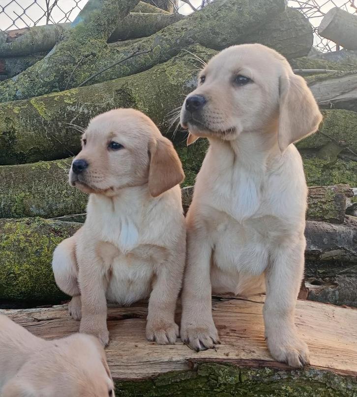Prachtige labrador pups, Dieren en Toebehoren, Honden | Retrievers, Spaniëls en Waterhonden, Meerdere dieren, Labrador retriever