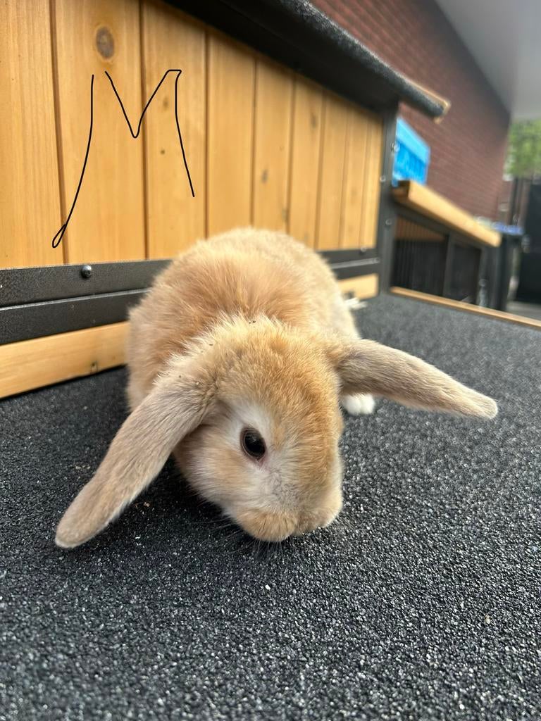 Baby konijntjes te koop, Meerdere dieren, Dwerg