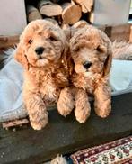 Labradoodle Midium, Parvo, Nederland, Overige rassen, 8 tot 15 weken