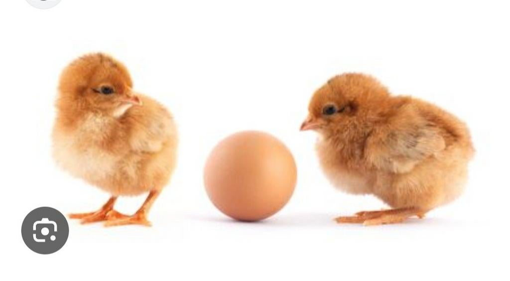 Verschillende soorten kuikens te koop, Dieren en Toebehoren, Pluimvee, Kip, Meerdere dieren