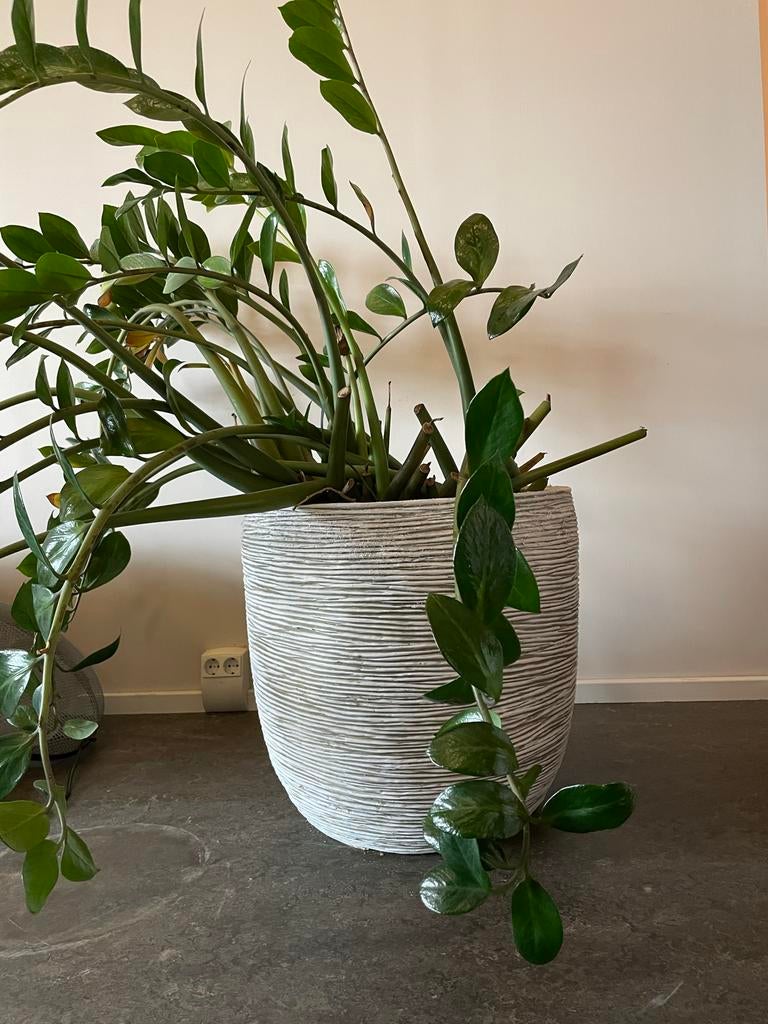 Grote plantenpot met plant, Ophalen, Overige materialen, Gebruikt, 40 cm of meer