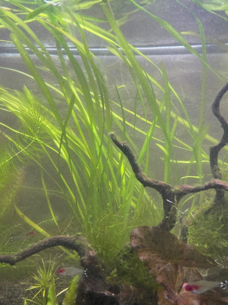 Gratis vallisneria, Dieren en Toebehoren, Vissen | Aquaria en Toebehoren, Ophalen, Zo goed als nieuw, Plant(en), Steen of Hout