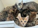 Savannah F6 SBT kittens beschikbaar, Meerdere dieren, Met stamboom, 0 tot 2 jaar