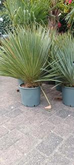 Yucca Rostrata winterharde palm, Ophalen, Overige soorten, Volle zon