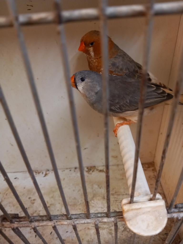 Zebravinken 2 koppels, Meerdere dieren, Kleurkanarie