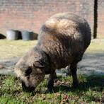 Hampshire Down ooi, Dieren en Toebehoren, Vrouwelijk, Schaap
